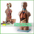 Teaching Models Plastic Human Torso Anatomy with Removable Organs